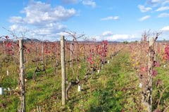 GFV SAINT VINCENT LES HAUTS SAVIAUX