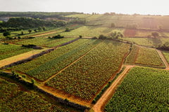 GFV SAINT VINCENT LE CLOS SAINT MARC